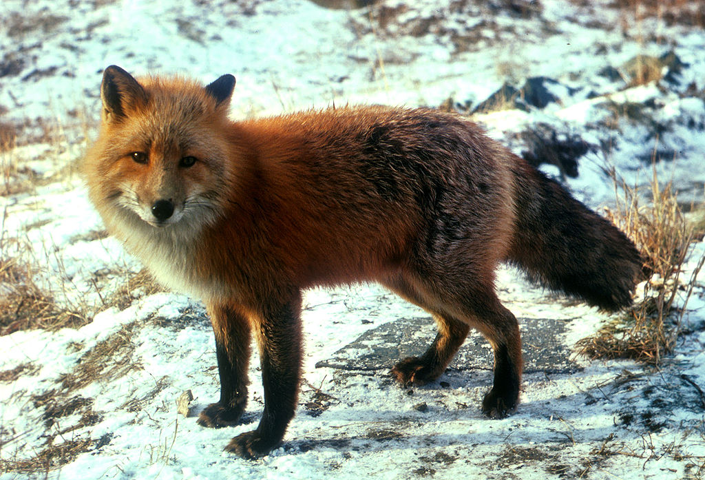 1024px-Vulpes_vulpes_standing_in_snow.jpg