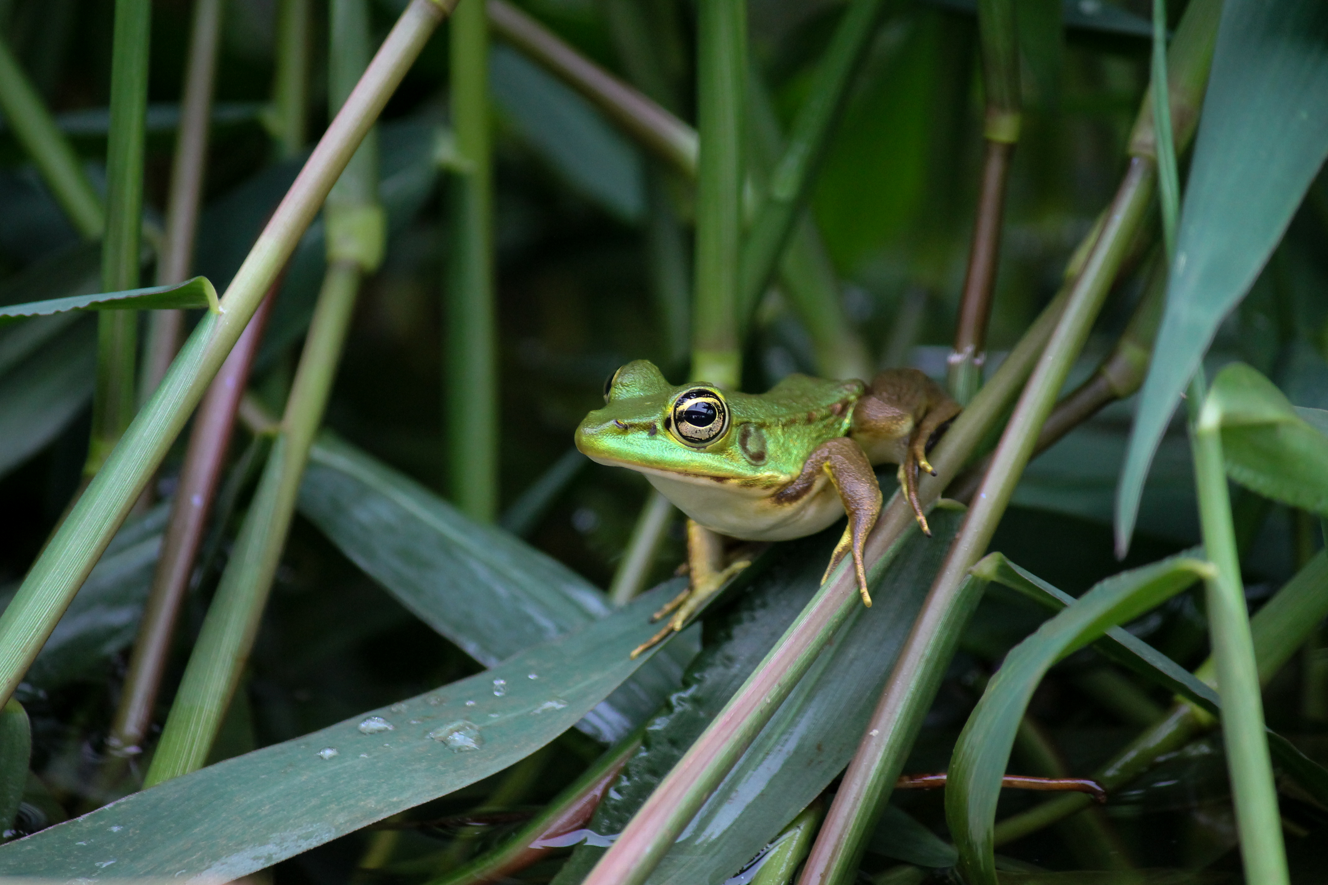 frog