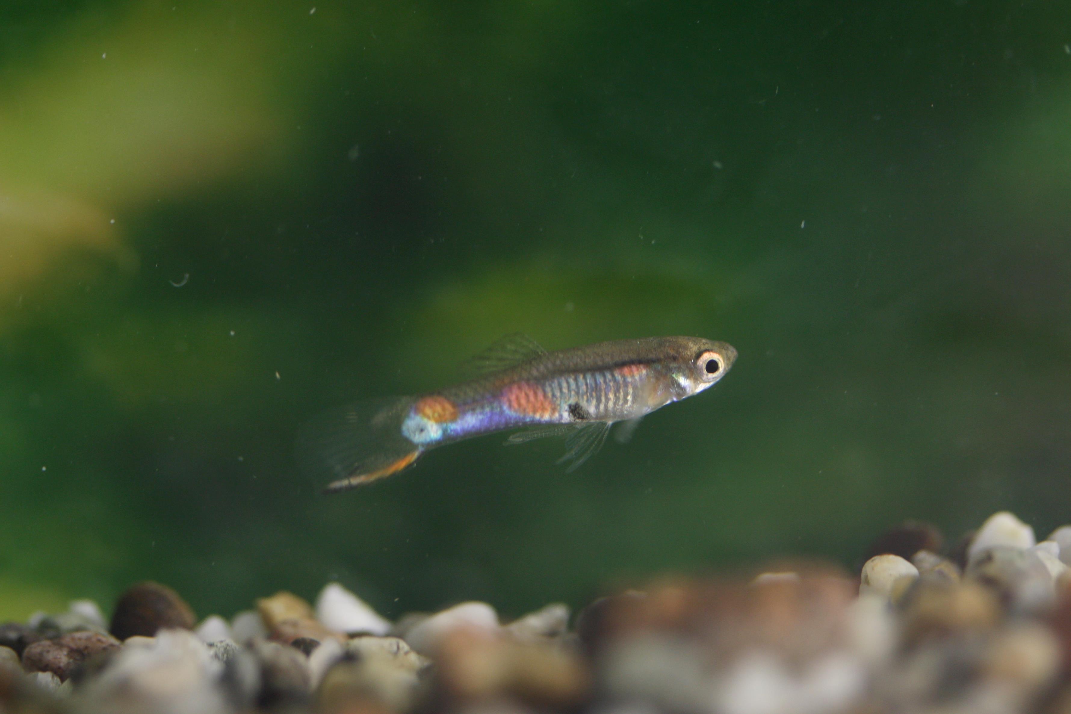 male guppy