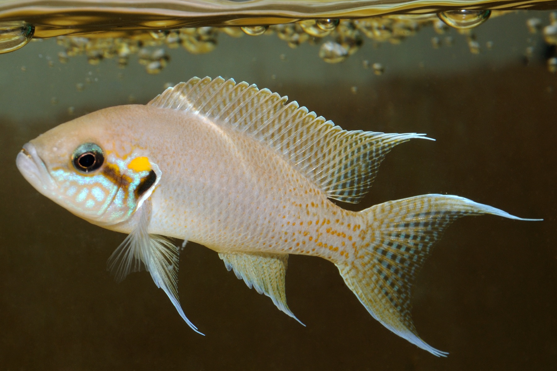 Neolamprologus_brichardi_pale_water.jpg