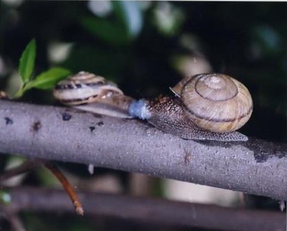 Sinistral Euhadra quaesita_mating with dextral Euharda peliomphala_CREDIT_Kentaro Nakao and Seiichi Takase