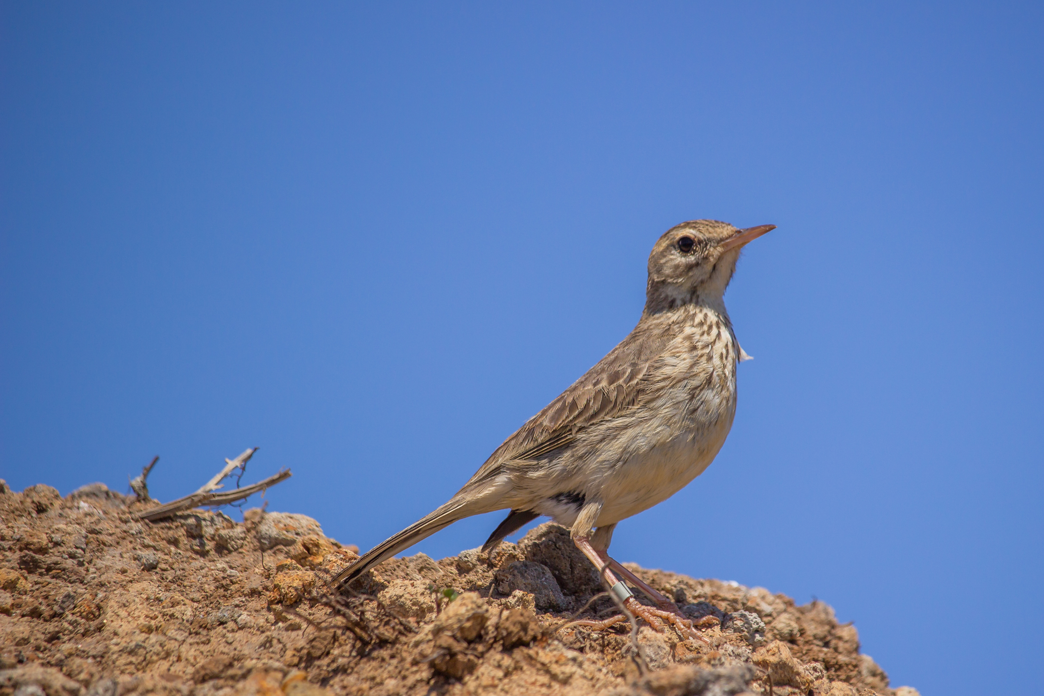 bpipit2