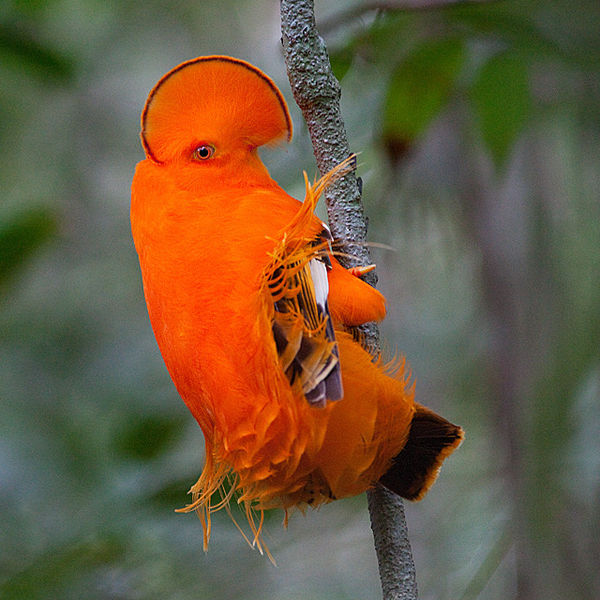 600px-Guianan_Cock-of-the-rock_(Rupicola_rupicola)