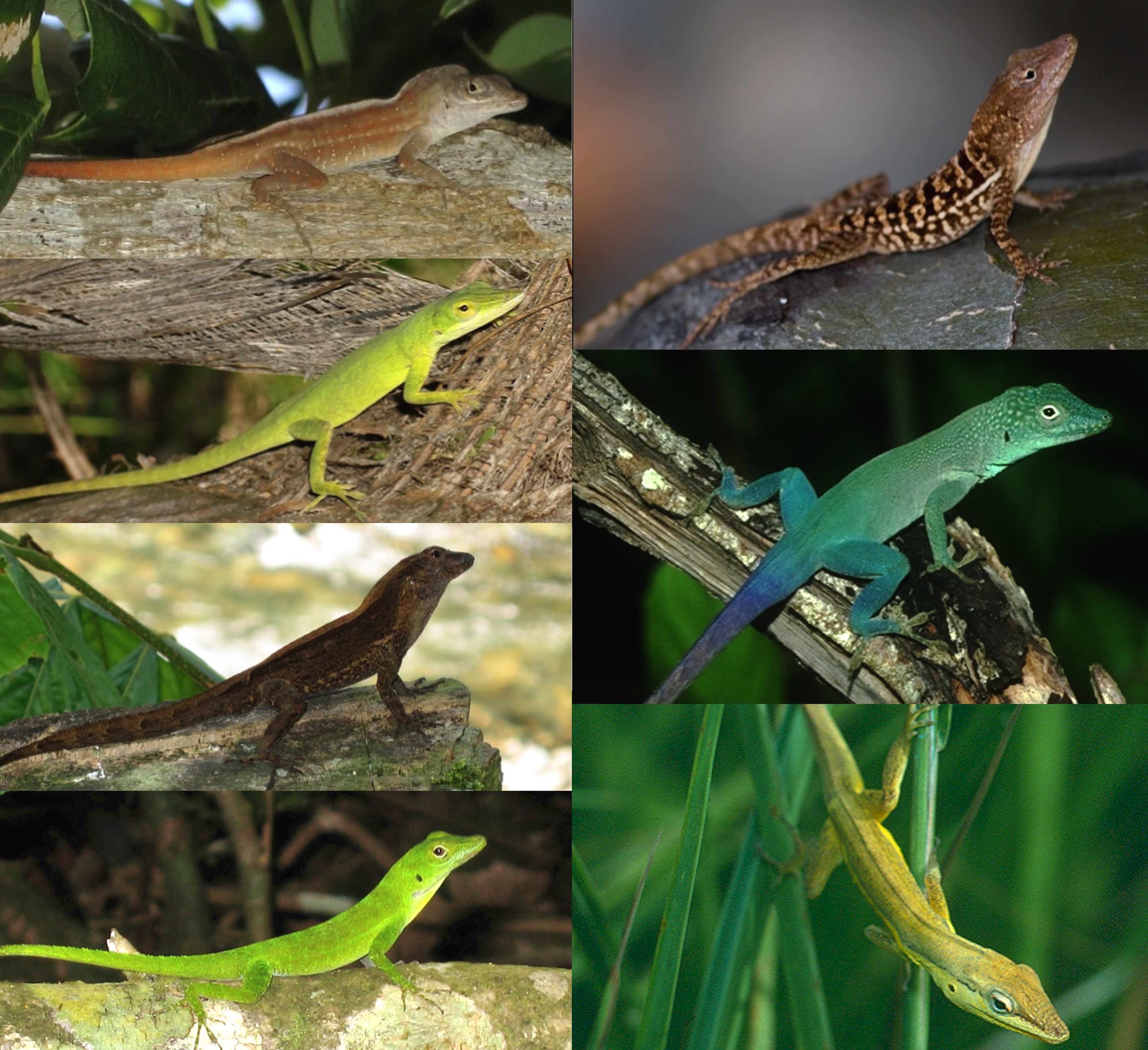 McGlothlin Anoles