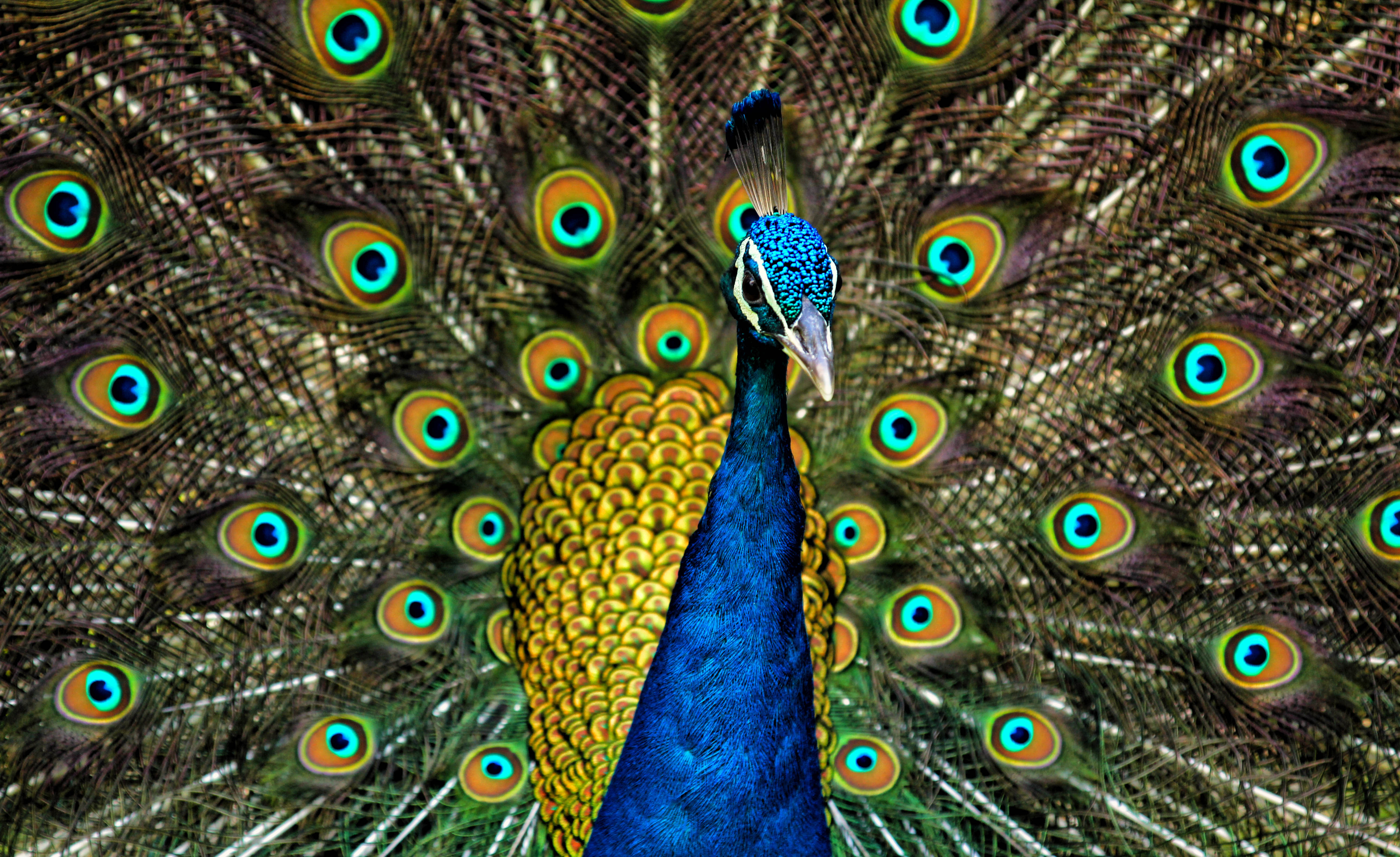 500px Photo ID: 152259915 - A peacock showing off its colours