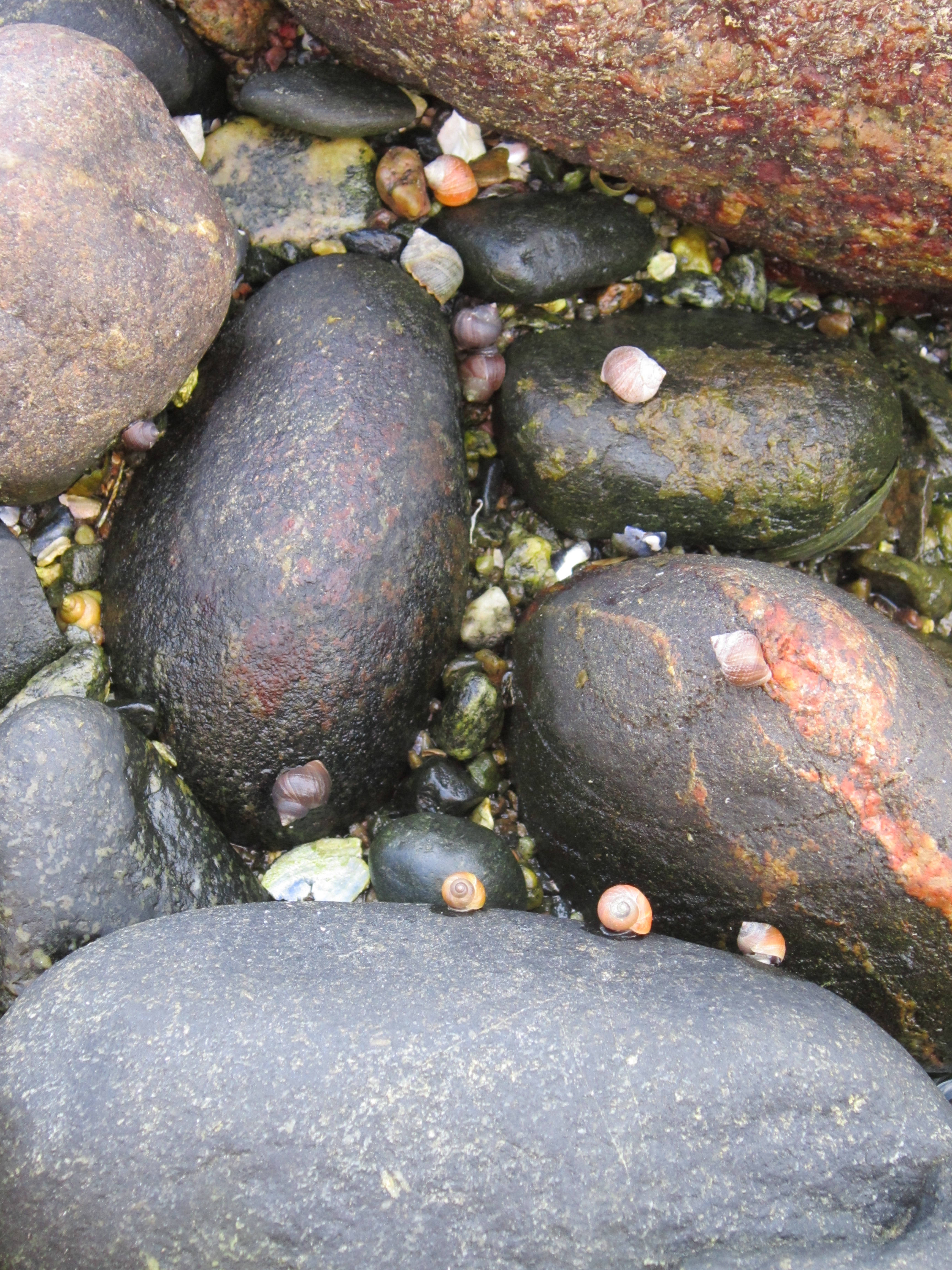 Westram Crab ecotype on stone