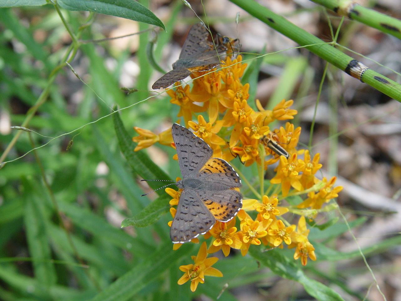 butterflies_flowers_Arizona_JJW