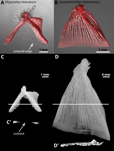 ClaySmall_Fig01_Final