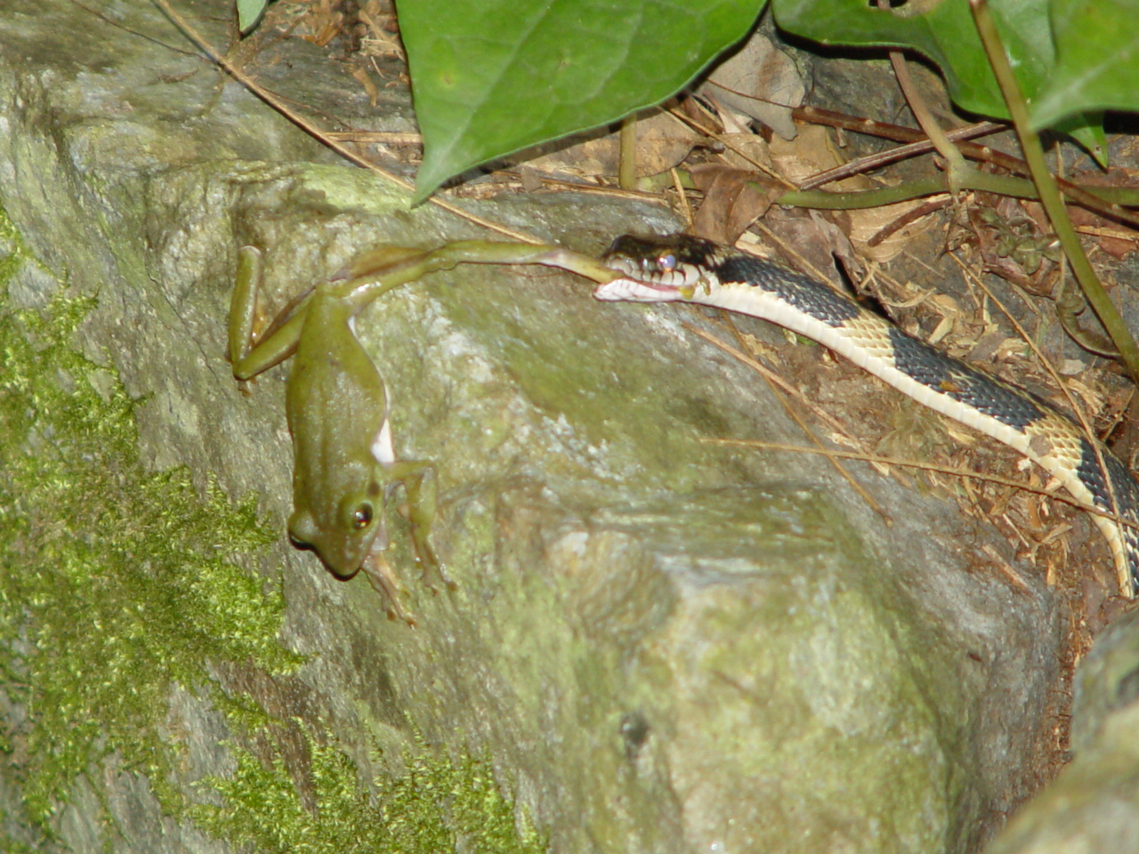 snake_and_frog_Japan_JJW