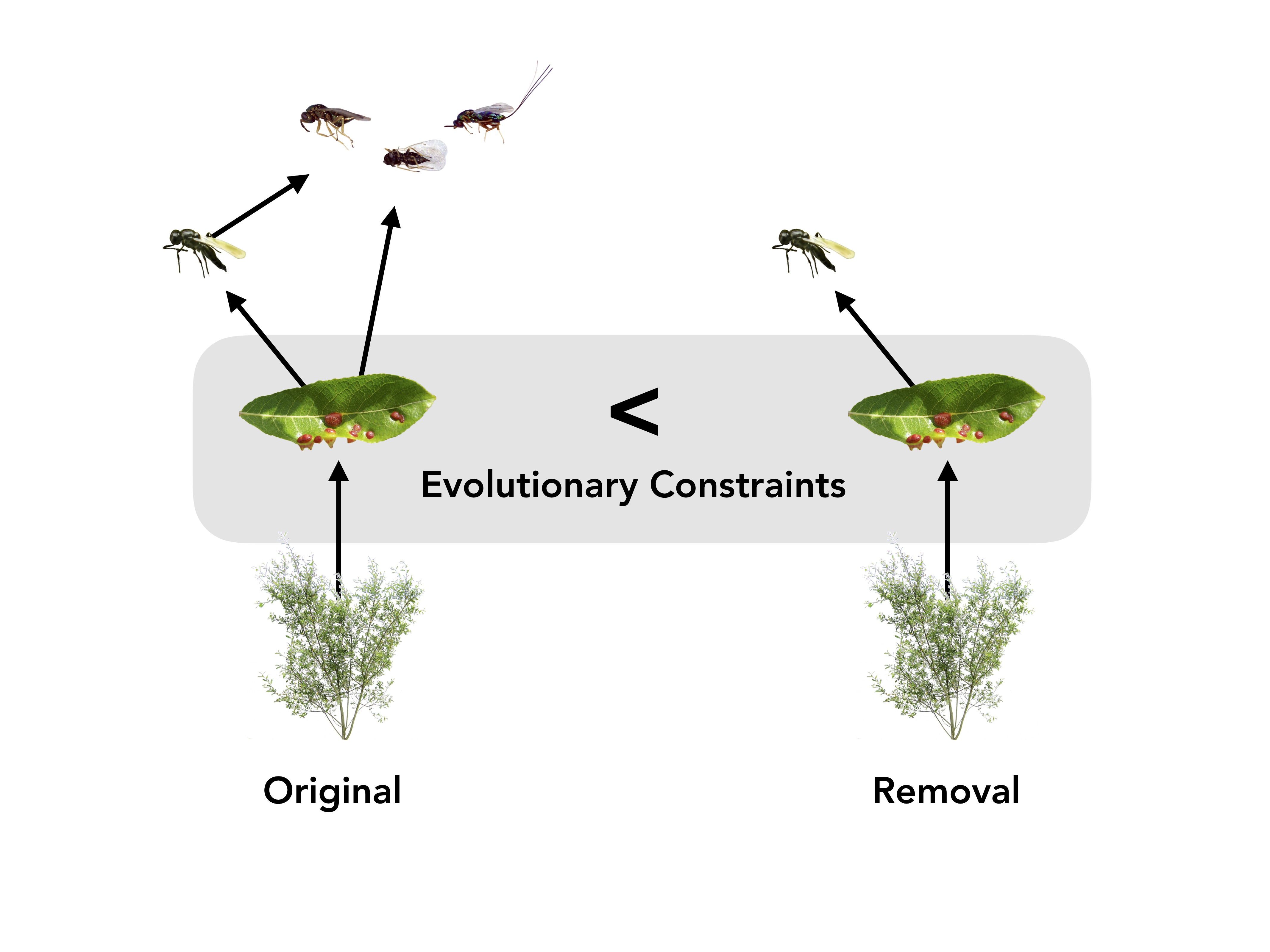 complex_simple_foodwebs_revised2_promotion