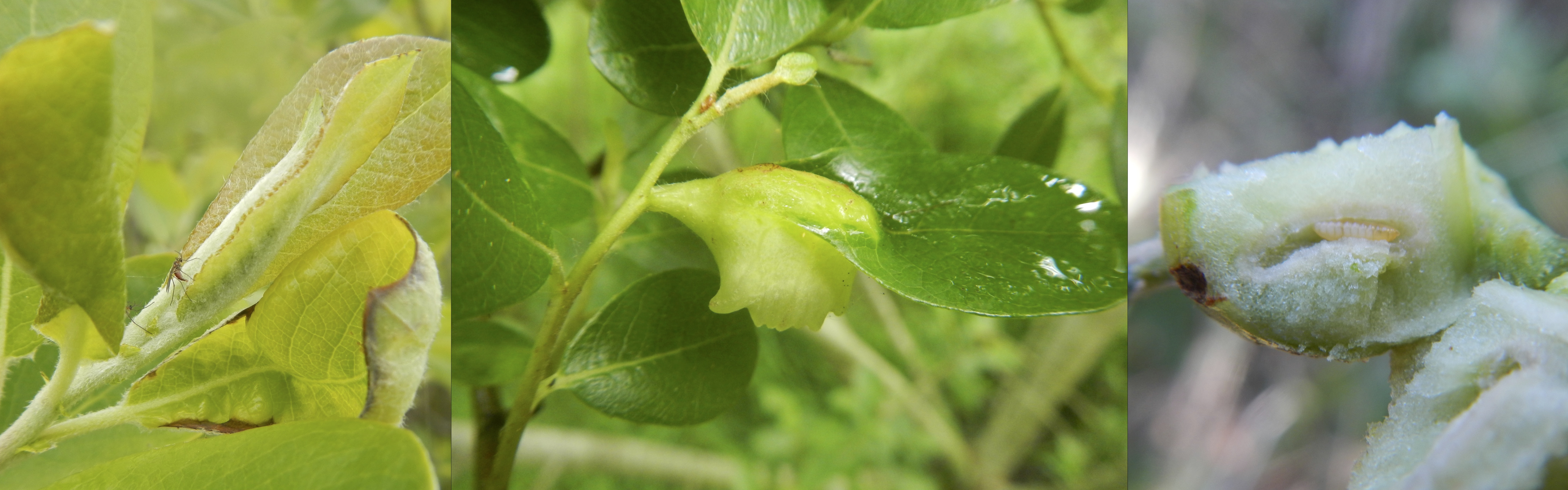 gall-midge-Iteomyia-biology