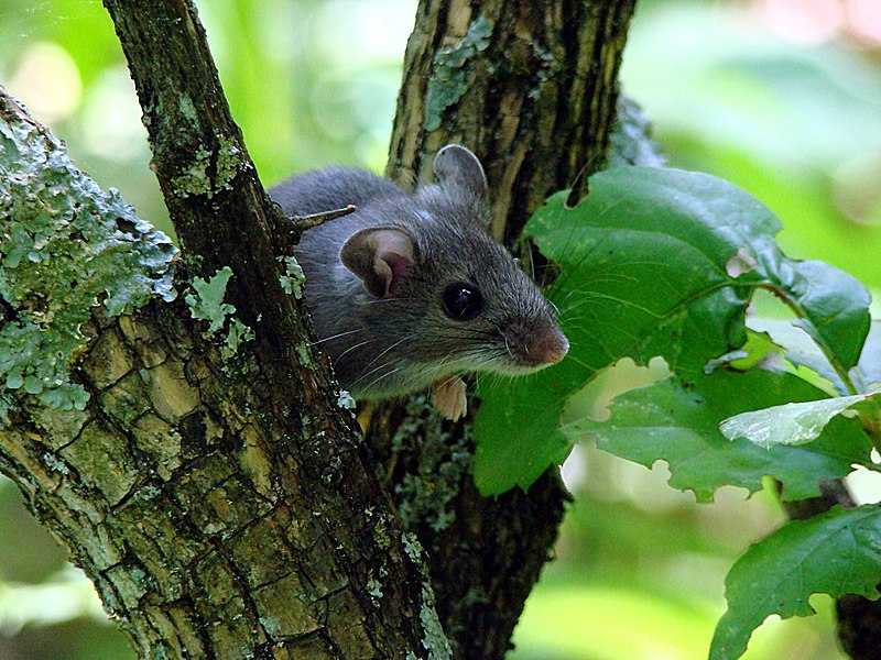 A deer mouse in a tree. Image credit: USFWS Mountain-Prairie