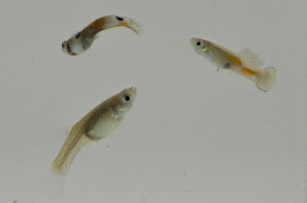 A photograph showing three individual Trinidadian guppies with various patterns. One is solid silver, one has small orange and gray spots, and another has striking orange and black spots. 