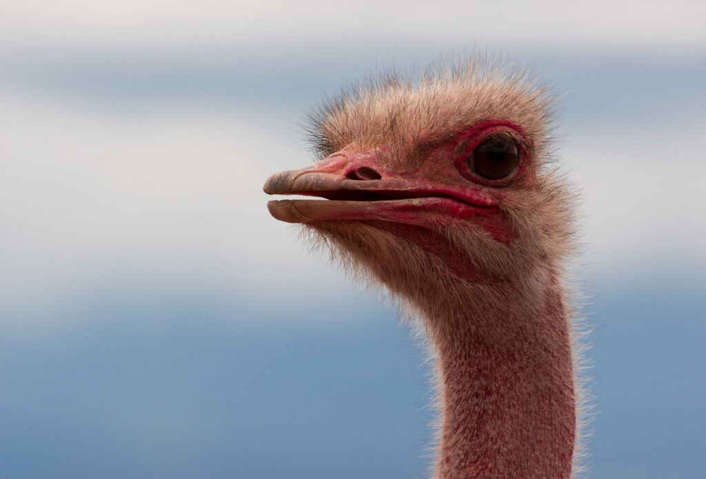 A photograph portrait of an adult male ostrich, looking to the left. The ostrich's skin and beak are flushed bright red. 