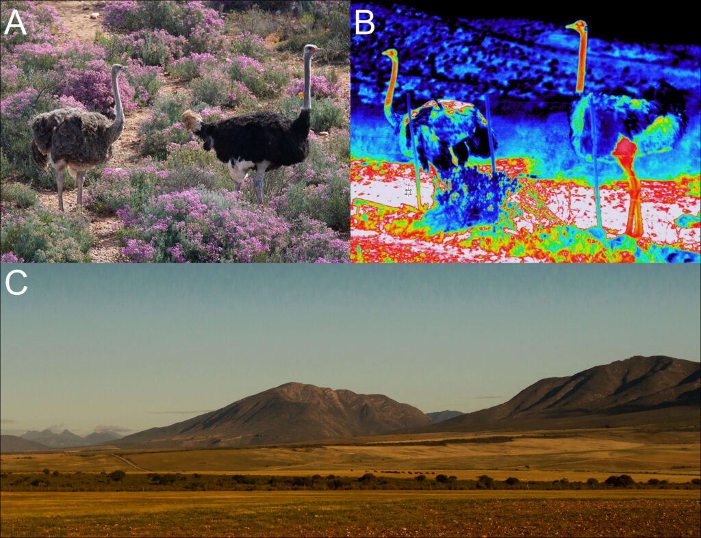 A figure divided into three parts. Part A is a photograph of two adult, large ostriches. Part B is a thermal image of the same birds. Part C is a landscape photo of a dry, desert environment with a dusty sky. 