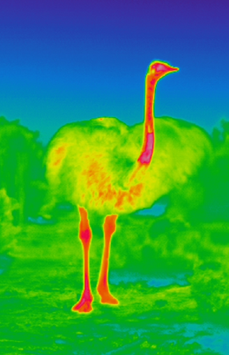 A thermal image of an adult ostrich, showing that the head, neck, and legs have the highest temperatures (shown in red) while the body has a lower temperature (shown in green and yellow). 