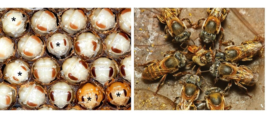 Two photos of Melipona bees: the photo on the left shows rows of developing larvae in comb, with wannabe queens indicated with an asterisk. There are five queens marked. The photo on the right shows a ring of six adult worker bees surrounding a recently hatched queen as they execute her. 