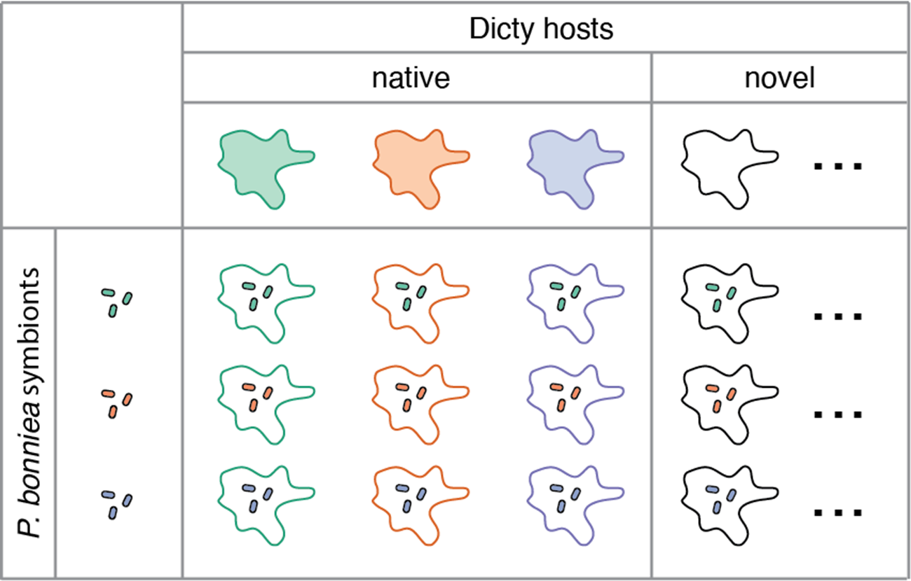 A schematic representing the combination of Dicty hosts and their symbionts used. Dicty are represented by different colored blob shapes, while their symbionts are different colored rods.