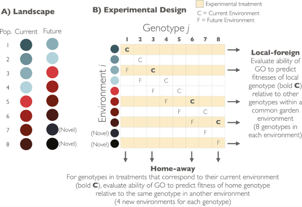 Schematic figure illustrating experimental design for investigating questions of genomic vulnerability. On the left is section A, hypothetical landscape, with individual populations represented by circles in red, light blue, dark blue, and black. Section B is on the middle and right, and presents environment along the y axis and genotype along the X axis of a graph. 