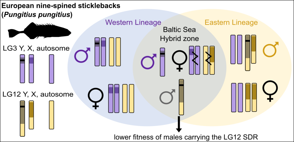 A schematic of the different potential chromosomal combinations. 