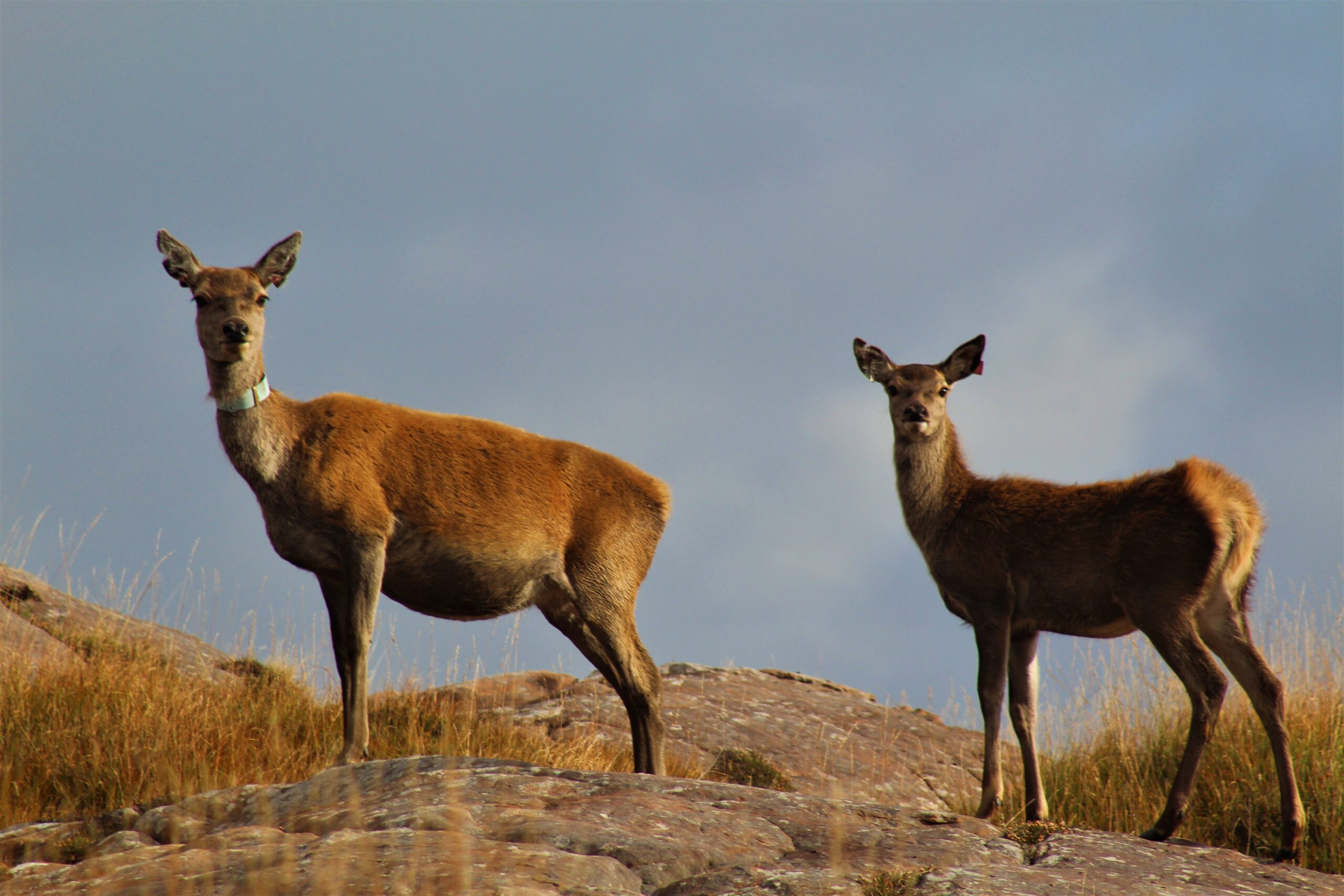 A photograph of two red deer standing on a rock. Both deer are looking at the camera, and the individual on the left is wearing a radio transmitting collar. 