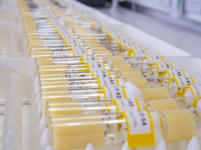 A photo of glass vials containing male fruit flies. The flies are lined up in plastic holders, and list the genetic strain of the flies on yellow labels. The fruit flies appear as small brown dots in the vials. 