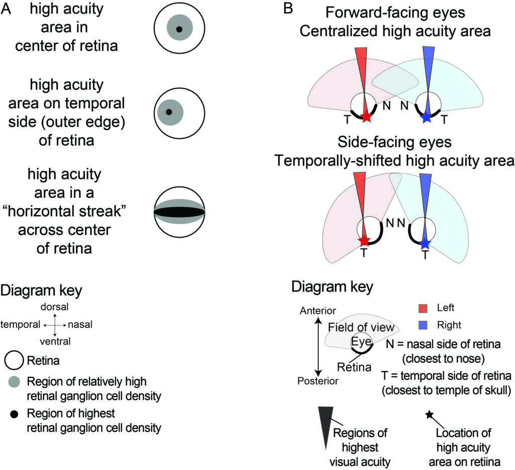 Diagrams of different visual terms used in the paper. 