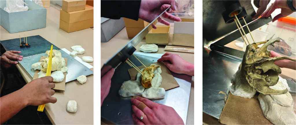 Photos showing the experimental design of the study. Photos show museum specimen skulls being measured and then fitted with dowels in the eye sockets in order to estimate visual fields. 