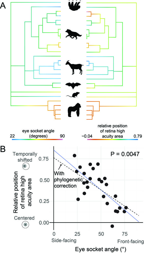 Results from the study, diagrams are explained in the figure caption. 